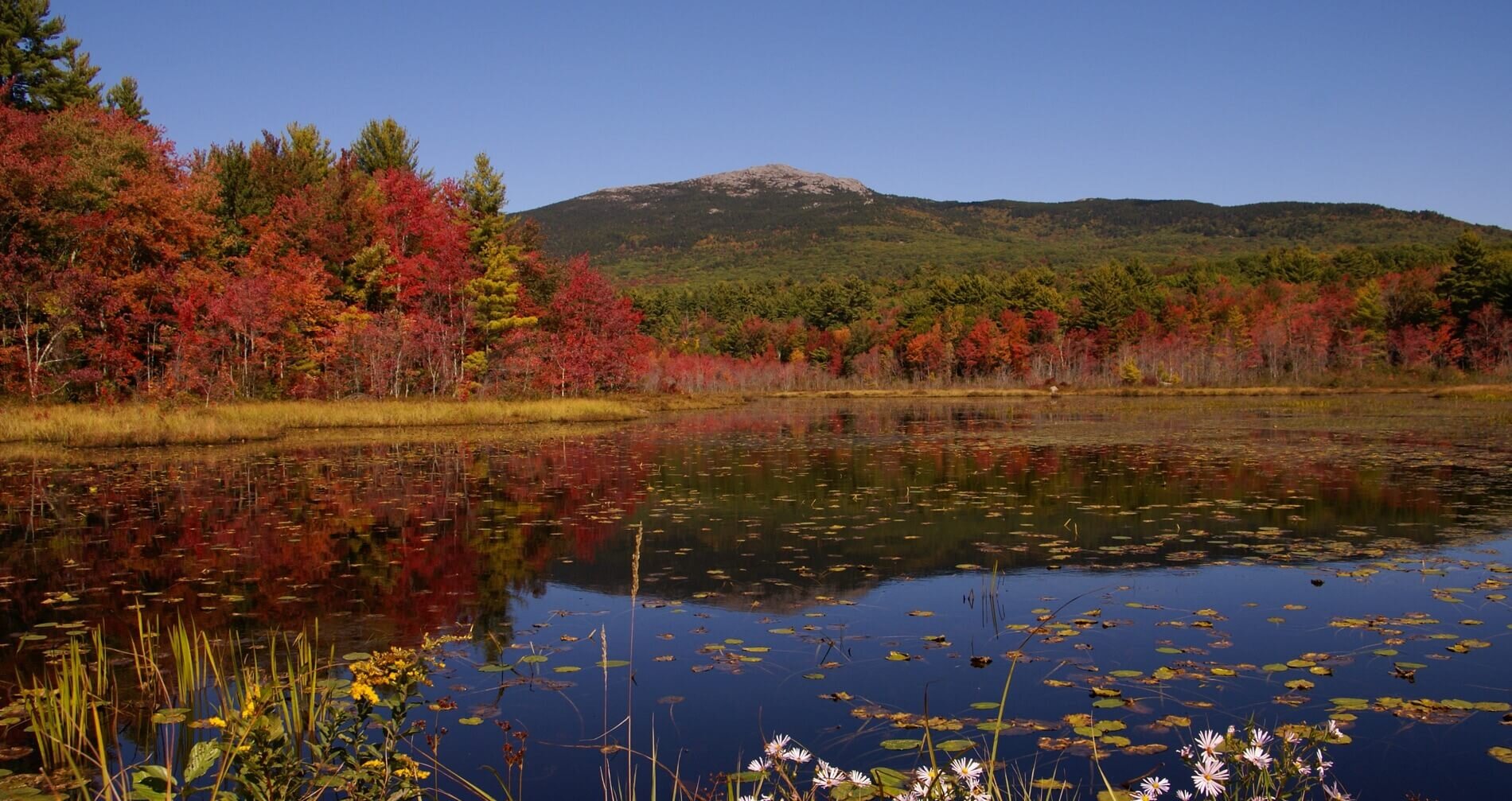 fall leaves