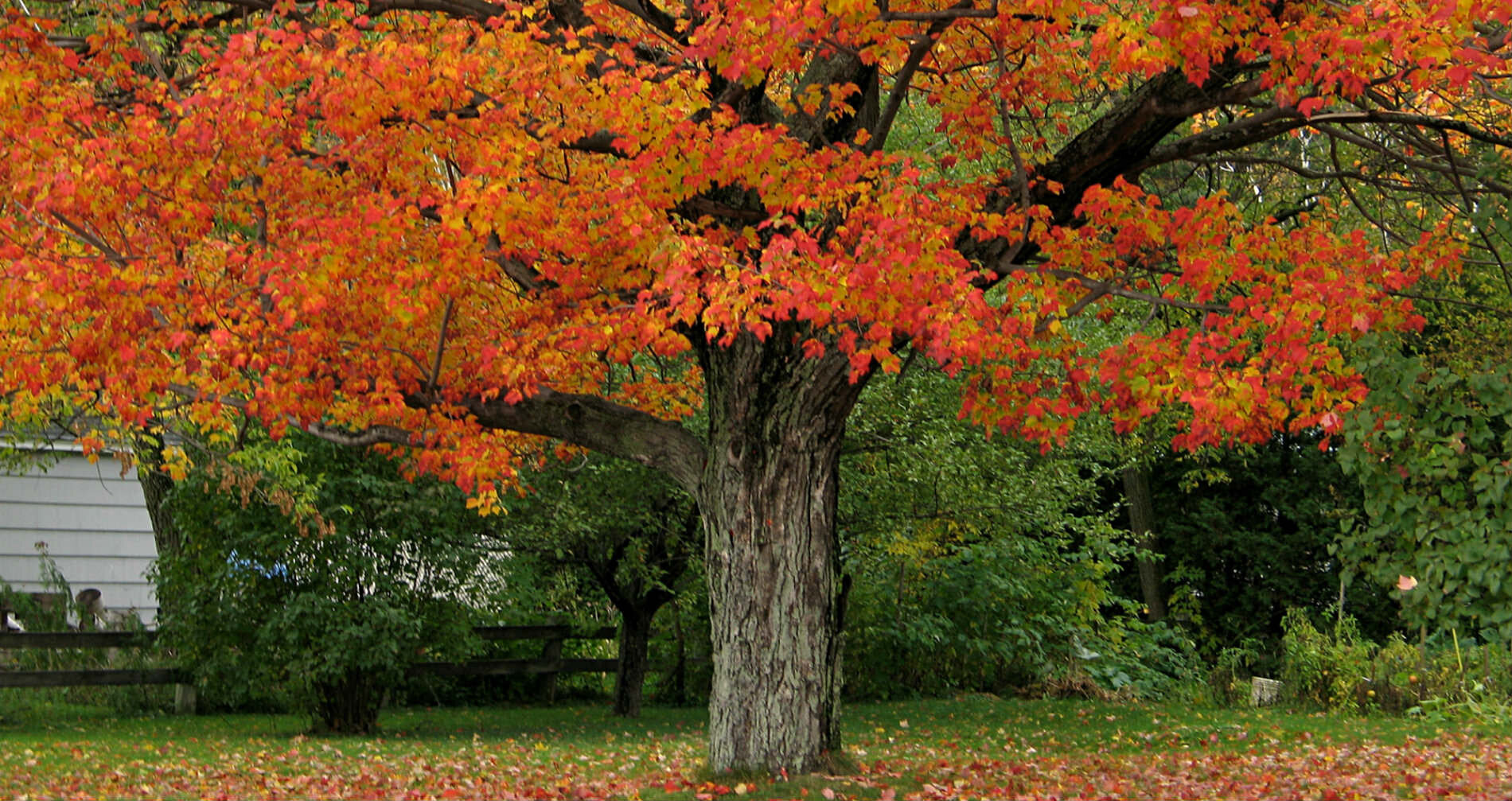 leaves