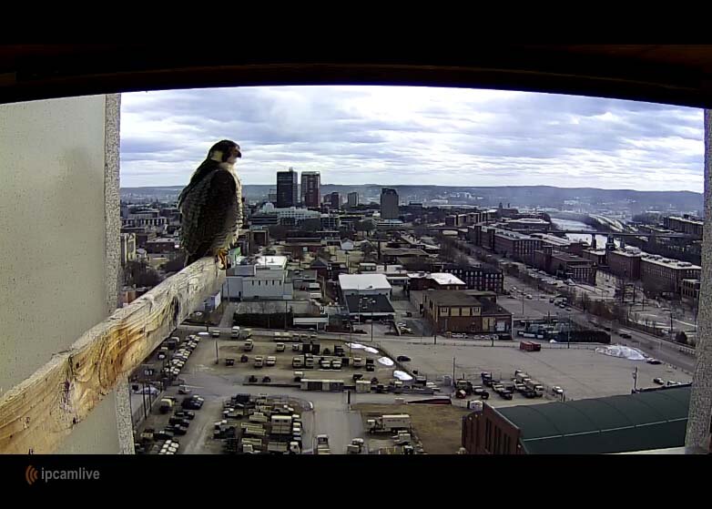 peregrine falcon on webcam